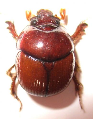 Bolbocaffer sp.